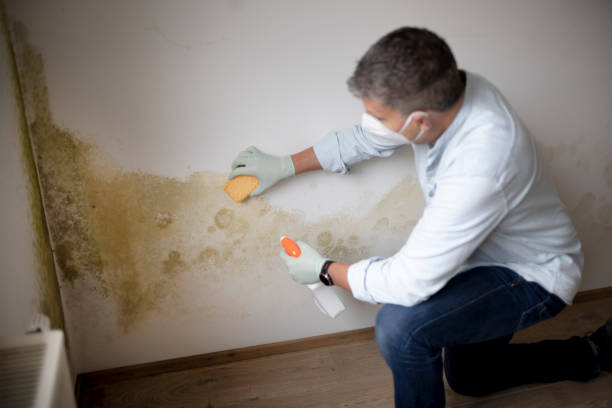 Trafalgar, IN Mold Removal Company