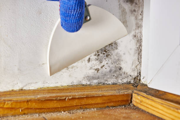 Best Asbestos and Lead Testing During Mold Inspection  in Trafalgar, IN
